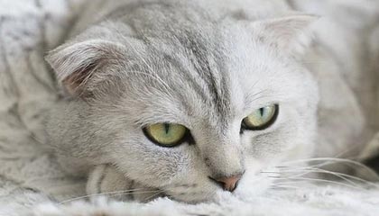 开云体育地址-中超联赛中国队战平 球员表现稳健，中超联赛中国队战平 球员表现稳健还是稳定