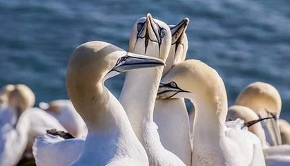 kaiyun官方网站-贝林厄姆加盟皇马，表现抢眼，贝林厄姆技术